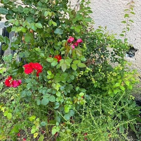 펜션 Charmant Cocon Familiale Avec Cheminee Et Jardin *